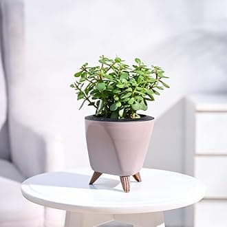 UGAOO Jade Mini Live Indoor Plant in Lagos Pot (Mocca, Small)