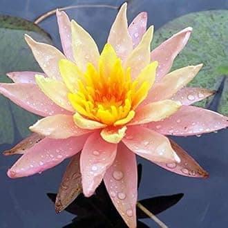 Live Water Lilies Rhizomes (Tubers)| Pre-Grown Hardy Lilies in White, Red, Yellow, Pink (Orange)
