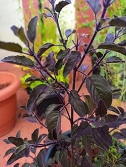 Oxygeen Krishna (Purple Leaf) Tulsi Shyama Tulsi Ocimum Tenuiflorum Holy Basil Marjoram Niazbo Tulsi Tulasi Tamole Damole Domole Healthy Plant (Without Pot)