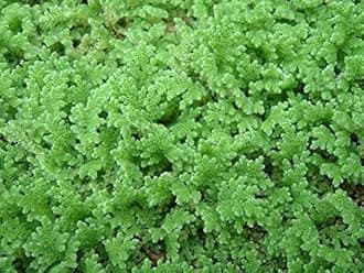 Nature Life's Live Azollas Caroliniana, Asola, Aquatic Floating Plants 100 Gm for Feeding and Cultivation