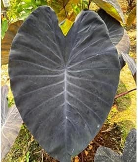Indian gardens - Colocasia | Elephant Ear | Indoor Live Plant | Home decor (Colocasia Black Magic)