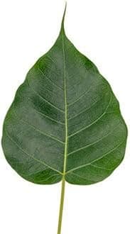 DADFirm Fresh Peepal Leaves, Pepal Ke Patte for Poojan, Havan And Auspicious Rituals - 60 pieces.