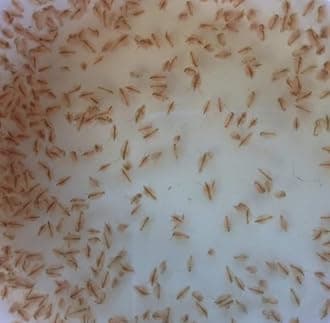 Freshwater Water Daphnia (1000+)-Great Feeder for Your Freshwater Life and AXOLOTS OR Cleaner for Your Tank-Ships Next Day-Please See Our Shipping/Return POLICLY