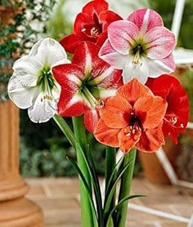 - Amaryllis Lily Flower Bulbs (Pack of 10 Bulbs)