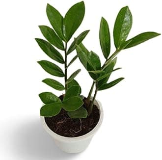 Creative Farmer Plant For Study Table Zamia Zz Indoor Air Purifying With Plastic Pot (Zamioculcas Zamiifolia) Lucky Plants Indoor|Outdoor Home & Garden (Healthy Live Plant)