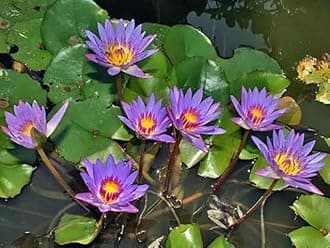 - Live Plant Nursery NCR Plants Water Lily, Nymphae Nouchali (Blue) - Plant