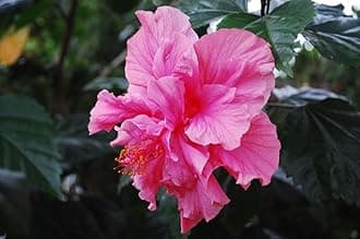 Live Pink Hibiscus Double Petal (Gulabi or Gudhal) - Exquisite Flowering Plant for Your Home Balcony Outdoor Garden - Healthy Live 1 Plant In Nursery Grow Bags (Double Plated Pink)