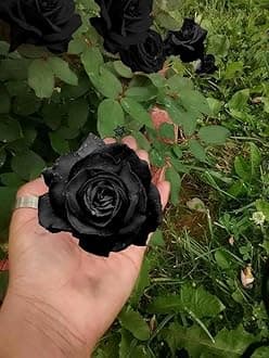 Real Black Rose Plants Original (Pack of 1)