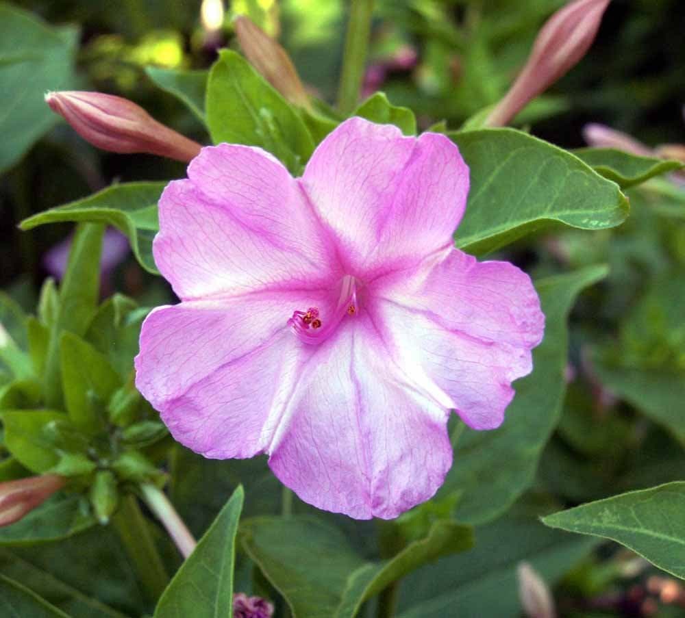 100 Seeds Four O'clock Pink