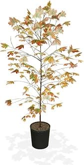 Brighter Blooms - Autumn Blaze Red Maple Tree, 5-6 ft. - No Shipping to AZ