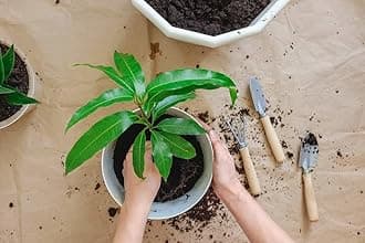 Gardenera Mango Tree Plant Potting Mix - Elevate Your Harvesting Experience with a Premium Blend for Tropical Delights - 20 Quart
