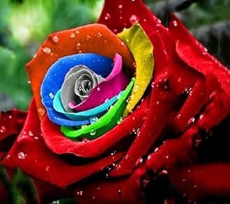 Rose Flower Seeds For Home Lawn Garden - 20 Seeds Eco Pack (Rainbow)