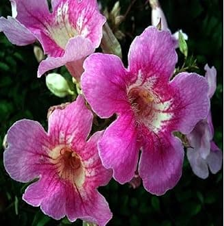 live plants (TECOMA)