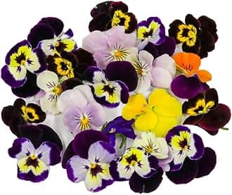 Fine Food Specialist Viola Flowers, Edible, 1 x Punnet