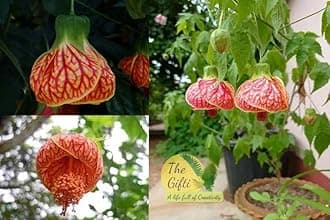 Lanthana Hibiscus/shrub verbena"Grafted hybrid - 1 Healthy Live Super Yielding Early Flower Plant' 1-1.5 Ft Height in Nursery Grow Bag