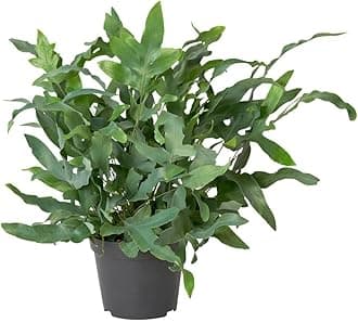 live indoor plant (Kangaroo Paw Fern)