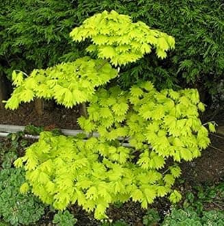 Jordan Japanese Fullmoon Maple Shirasawanum 2 - Year Live Plant