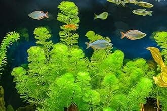 Aquarium live plants seeds for fish tank, Live plants for fishtank aquarium plant, 14 Plants