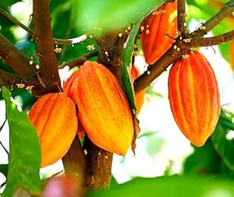 Fresh Cacao Seeds for Planting - Wet Cocoa Seeds - Make Chocolate, Great as Bonsai (2 Seeds)
