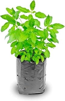 3 Holy Basil Plant Live, Tulsi Plants Live from 3 to 5 Inc Tall, Herb Plant
