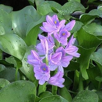 Water Hyacinth (Eichhornia crassipes) | Floating Pond Plant | Pond Flower | Koi Pond Plants | Water Plants Live (Pack of 3)
