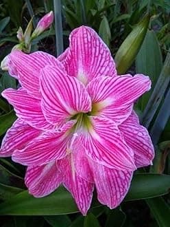 SVG® Imported Double Amaryllis Lily Flower Bulbs for Planting and Gardening, Pack Of 2 Bulbs (Magenta)