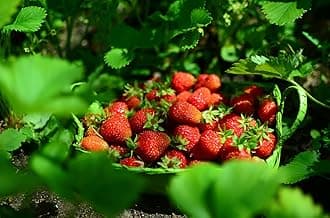 Healthy Vibe Fresh Strawberry Fruit Plant | Live Organic Plant for Balcony, Terrace & Home Garden | High Fruit Production