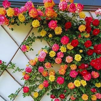 Orange Yellow Red Climbing Rose Live Plant, 6 Months Old Starter, Fragrant Purple Climbing Roses for Planting Outdoor, No Pot