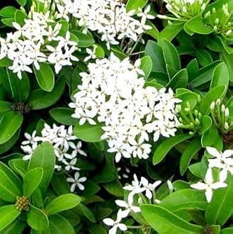 Live Flower Plant Ixora White Color | Indoor & Outdoor Flowering Plant with Pot | Low Maintenance Decorative Plant for Home, Garden & Gifting | Pack of 1