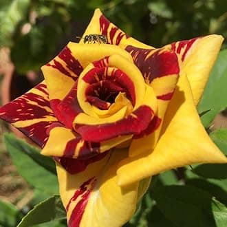 Striped Yellow Climbing Rose Live Plant, 6 Months Old Starter, Fragrant Purple Climbing Roses for Planting Outdoor, No Pot