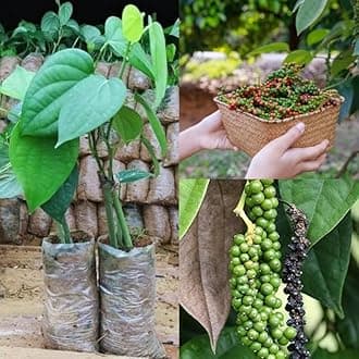 Black pepper plant piper nigrum,Plant for black pepper piper nigrum plant Pack of 2 Healthy live plant