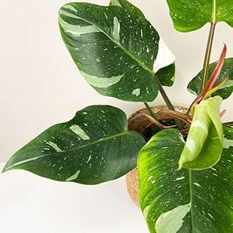 Natural F1 White princess philodendron Pack of 1