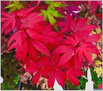Little Red Dwarf Japanese Maple- Brick Red Leaves on a Tight Compact Maple 2 - Year Live Plant