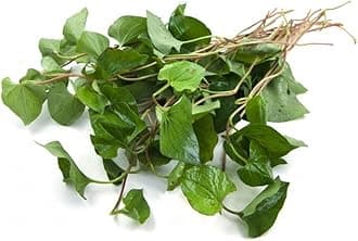 HOUTTUYNIA CORDATA Live Plant Non-GMO Organic Healthy Strong Root Live Plant Fish Mint Diep Ca Dap Ca