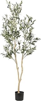 Olive tree