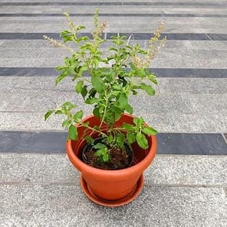Rama Tulsi in 7 Inch Plant Natural Miniature Live Garden Home Classy Red Perennial plants Pot with Tray