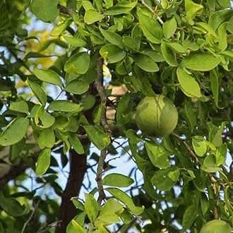 Creative Farmer Koovalam (Bael) Bengal Quince Aegle Marmelos Outdoor Plant For Backyard (Healthy Live Plant)