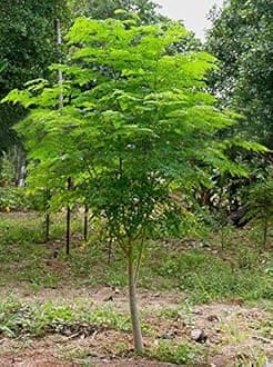 25 Seeds of The Tree of Life - The Moringa Tree Easy to Grow, Fast Growing Tree