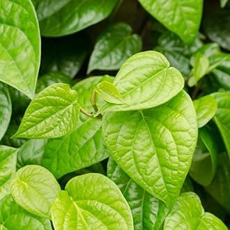M-Tech Gardens Betel Leaf/Vetta Medicinal Herb Plant (Piper betle, Hybrid) Exotic 1 Live Medicinal Plant