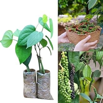 Black pepper plants live for planting || Air Layering" Black Pepper Spice Plant 1 Healthy Live Plant