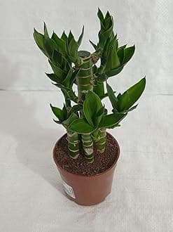 Creative Farmer Lotus Lucky Bamboo Live Plants | Green Bonsai For Office Table Home Decor Good Indoor Plant/Tree With Pot - |Patio|Home|Ndoor|Bedroom|Table|Living Room|Office Decoration Gift