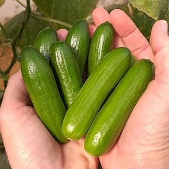 Park Seed Variety of Cucumber Seeds, Planting Cucumbers, Vegetable Seeds, Easy to Grow, Non-GMO, Perfect for Harvesting, Mini-Me F1 Organic, 2 x Pack of 10