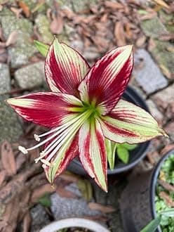 SVG® Imported Double Amaryllis Lily Flower Bulbs for Planting and Gardening, Pack Of 2 Bulbs (Maroon With Cream)