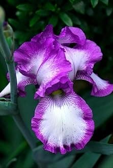 SVG® Dutch Iris Flower Bulbs for Your Home and Gardening Pack of 2 Bulbs (VIOLET)