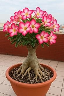 SeeGreen Adenium/Desert Rose Healthy Bonsai Flower Live Plant,(Pack Of 1,Without Pot) Indoor/Outdoor Plant Original Variety Live Plant"