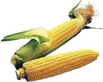 Illini Xtra Sweet Sweet Corn Seeds 200 seeds