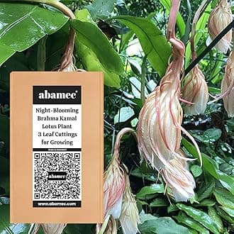 abamec The Rarest Brahma Kamal (Epiphyllum Oxypetalum), Queen of the Night Plant Leaves Cutting for Growing - 3 Leave Cuttings