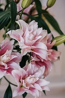 SVG® Oriental lily Double Imported Flower Bulbs All season for Your Home and Gardening Pack 2 bulbs (PINK WHITE SHADED)