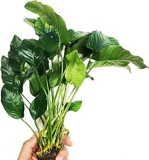 Anubias Nana Mothet Large Potted XXL Live Aquarium Plant Decorations