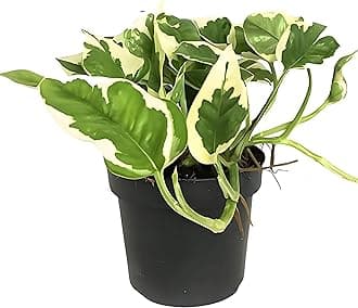 TreeGoo N’joy Pothos Lucky Money Plant with 4-Inch Black Pot - Easy Care, Air-Purifying Indoor Plant for Home and Office Decor